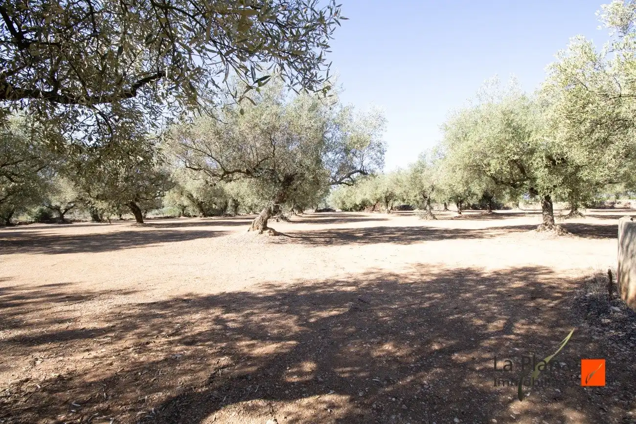 Terreno rustico in vendita a La Galera, imagen 5
