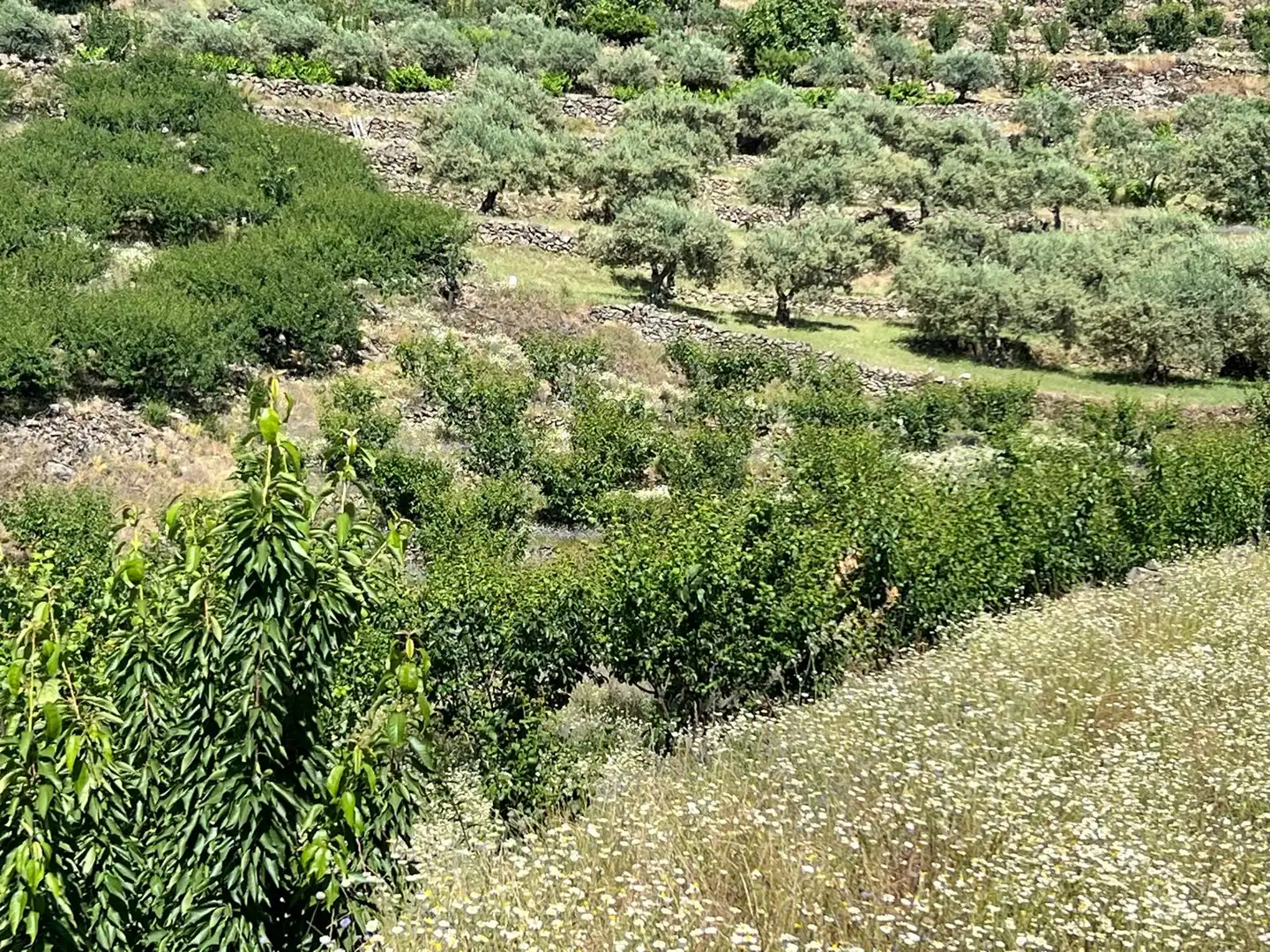 Terreni e lotti in vendita a Urbanizacion el Pajarejo, imagen 12