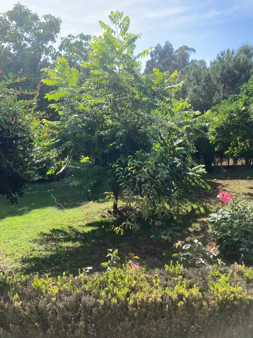 Casa o xalet en venda en Dorneda