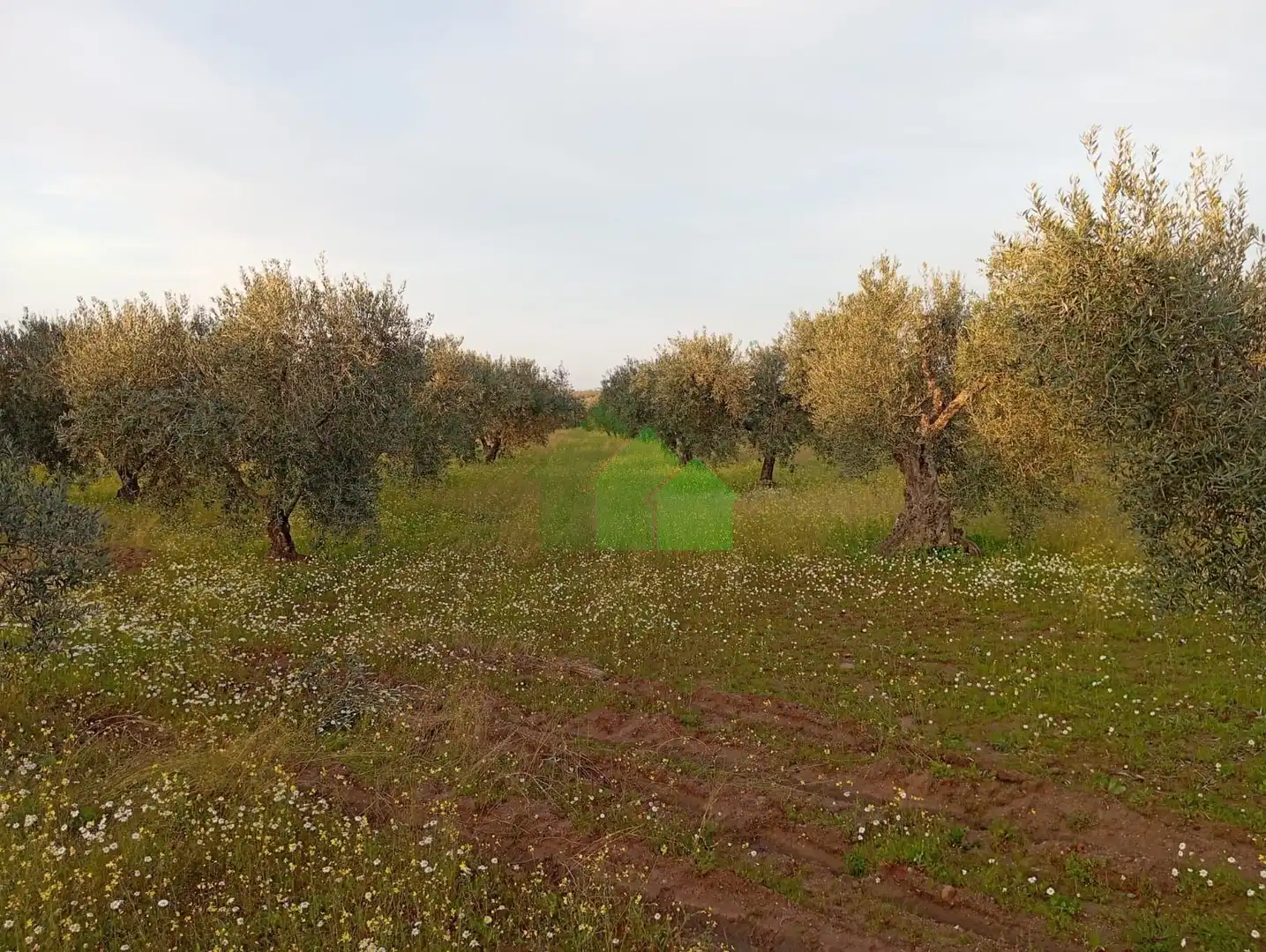 Terreni e lotti in vendita a Montijo
