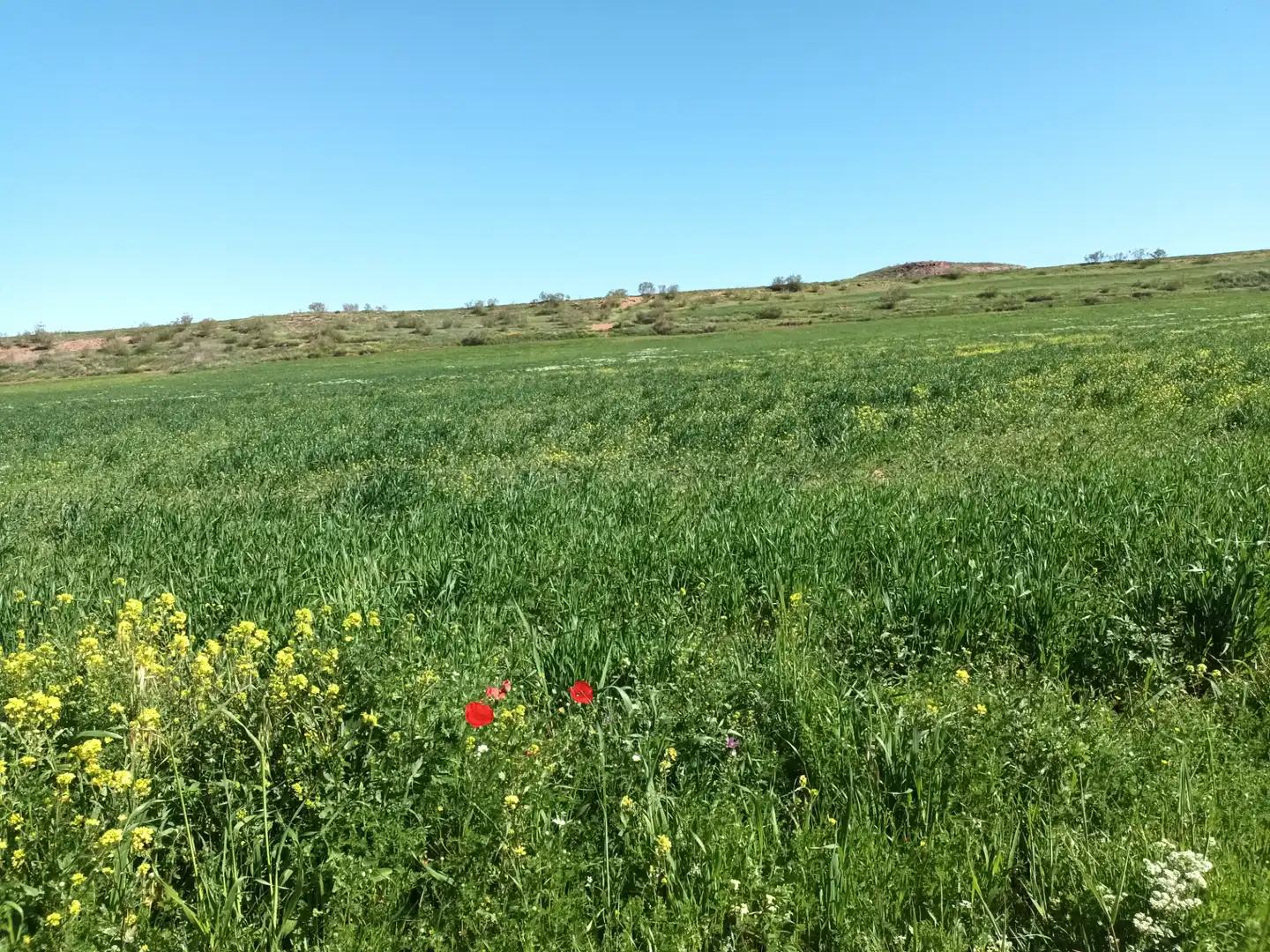 Land for sale in Alcaraz