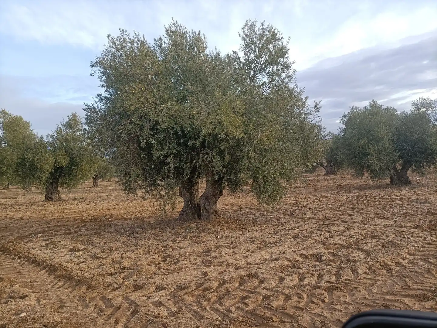 Terreno rustico in vendita a Nambroca, imagen 6