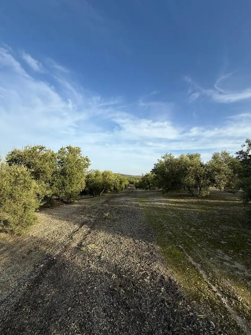 Land for sale in Benamejí