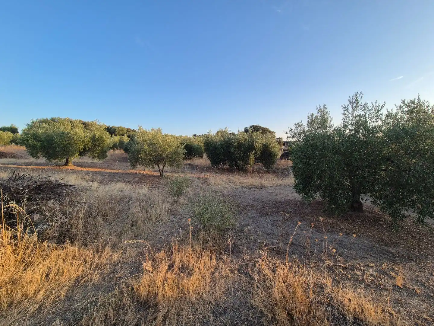 Grundstücke zum Verkauf in Abertura, Cáceres