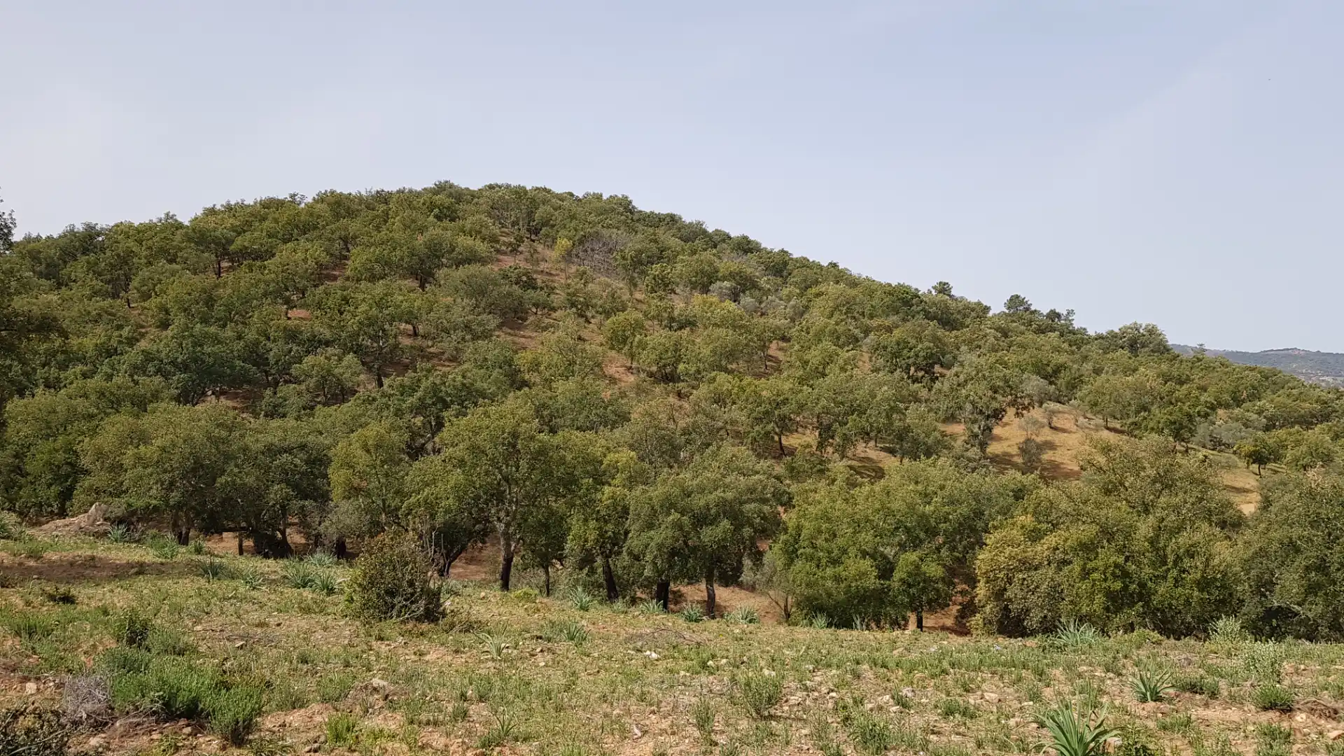 Terrenos y solares en venta en Extramuros Diseminados 5, imagen 63