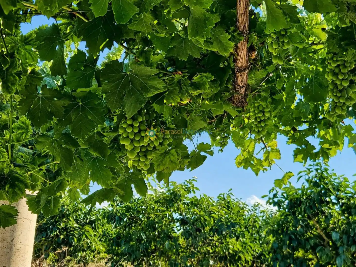 Jardí de Finca rústica en venda en Cotes amb Jardí privat, Terrassa i Piscina