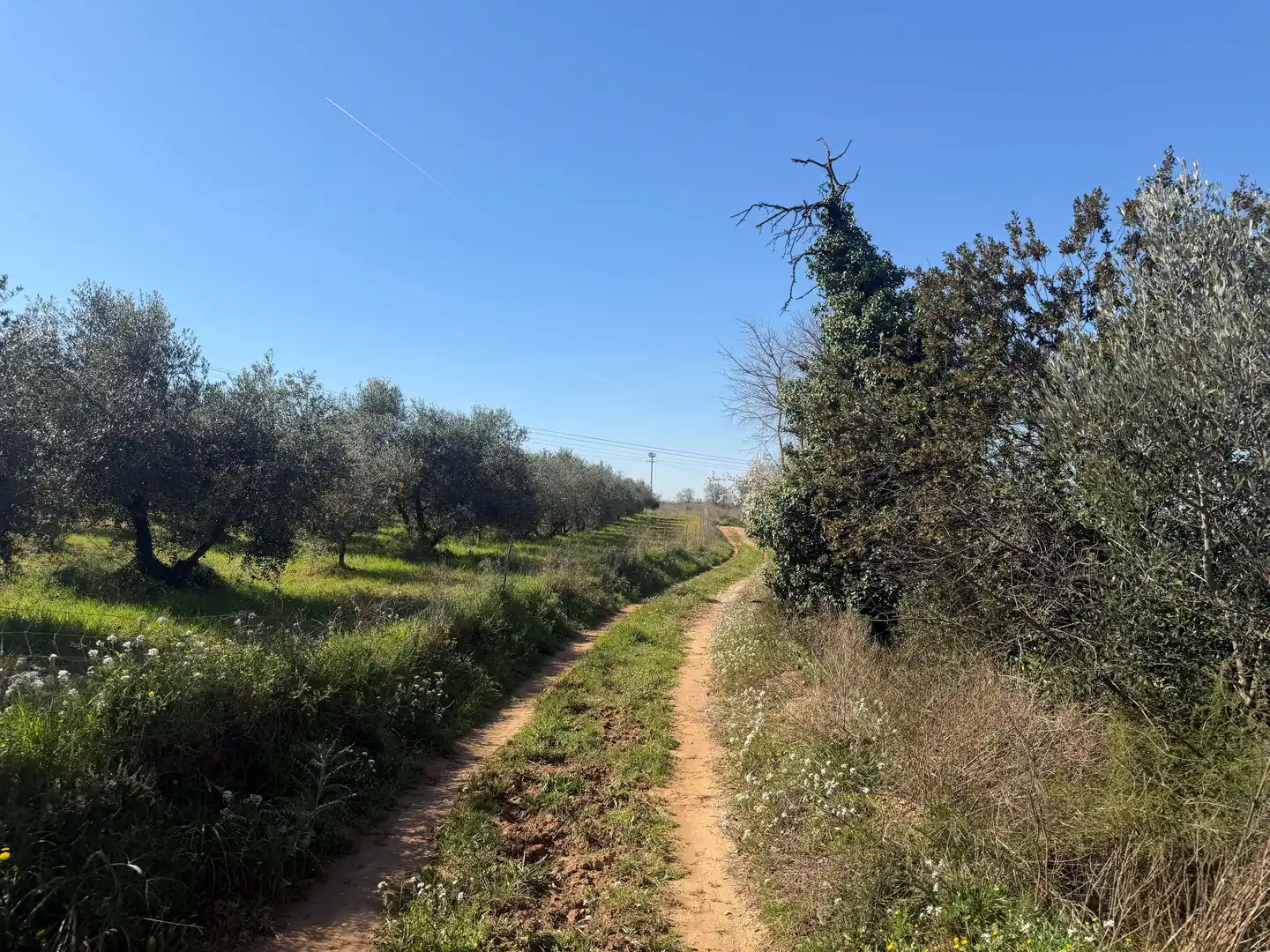 Rustikales Grundstück zum Verkauf in Castellví de Rosanes, imagen 2