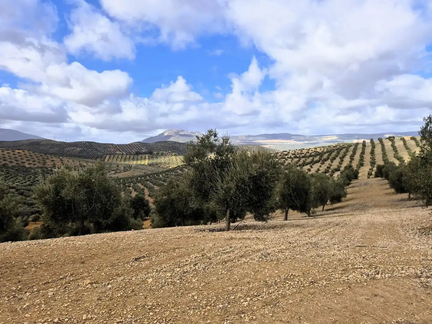 Terreno rústico en venta en Salar, imagen 20