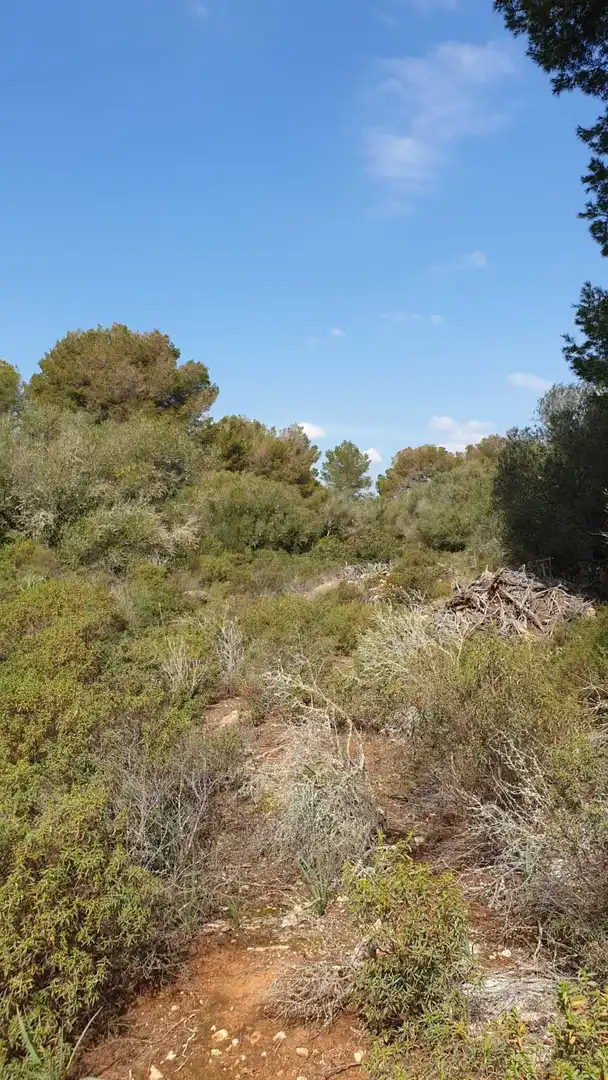 Wohnbaugrundstück zum Verkauf in Cala Pi - Vallgornera, imagen 6