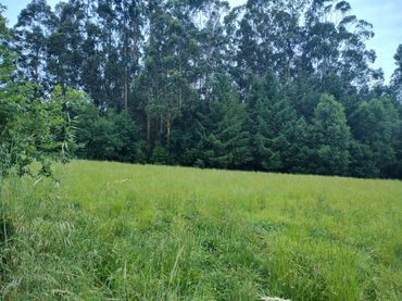 Terreno rustico in vendita a Neda