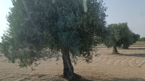 Immagine 2 dell'annuncio