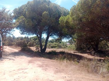 Rural land for sale in Las Lagunas - Campano