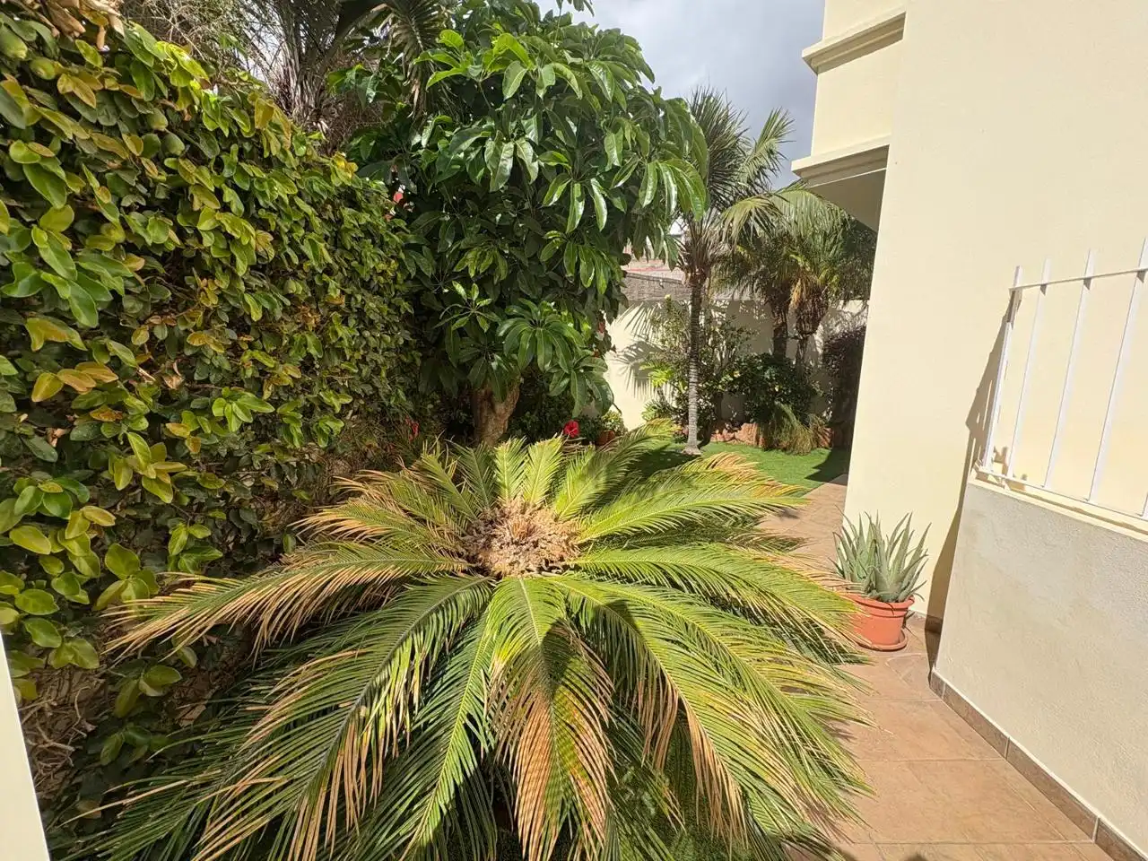 Garden of Houses for sale in Candelaria