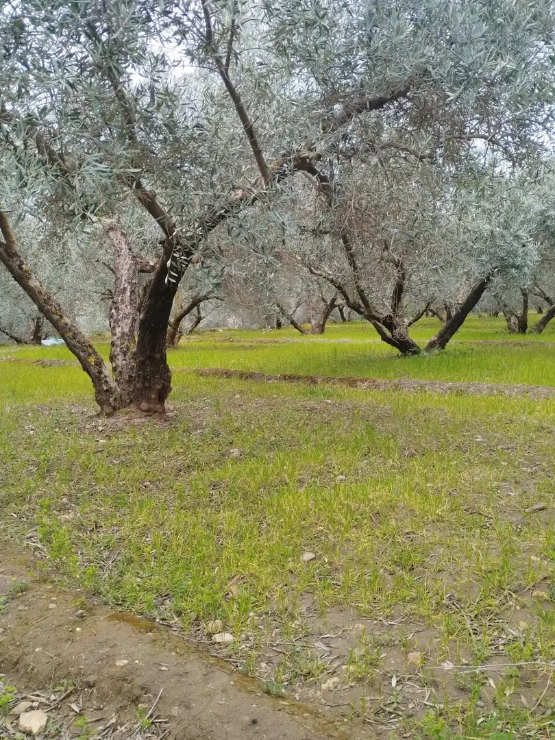 Terreni e lotti in vendita a Camino del cerro poligono 3 parcela, imagen 24