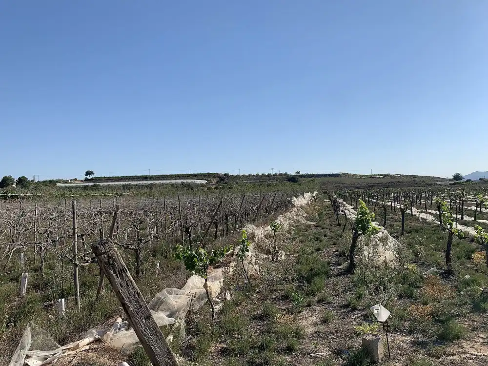 Terreno residencial en venta en Monforte del Cid, imagen 15