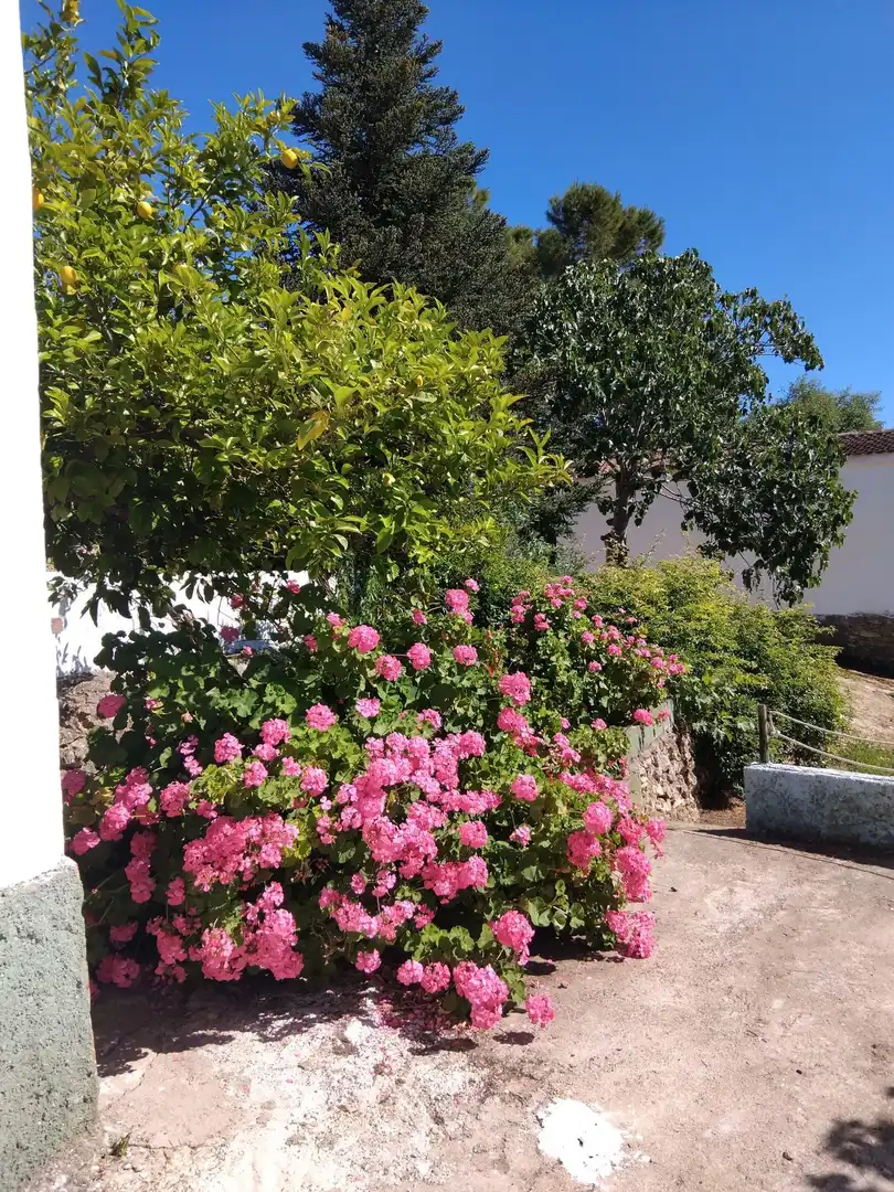 Jardín de Finca rústica en venta en Ronda con Calefacción y Piscina