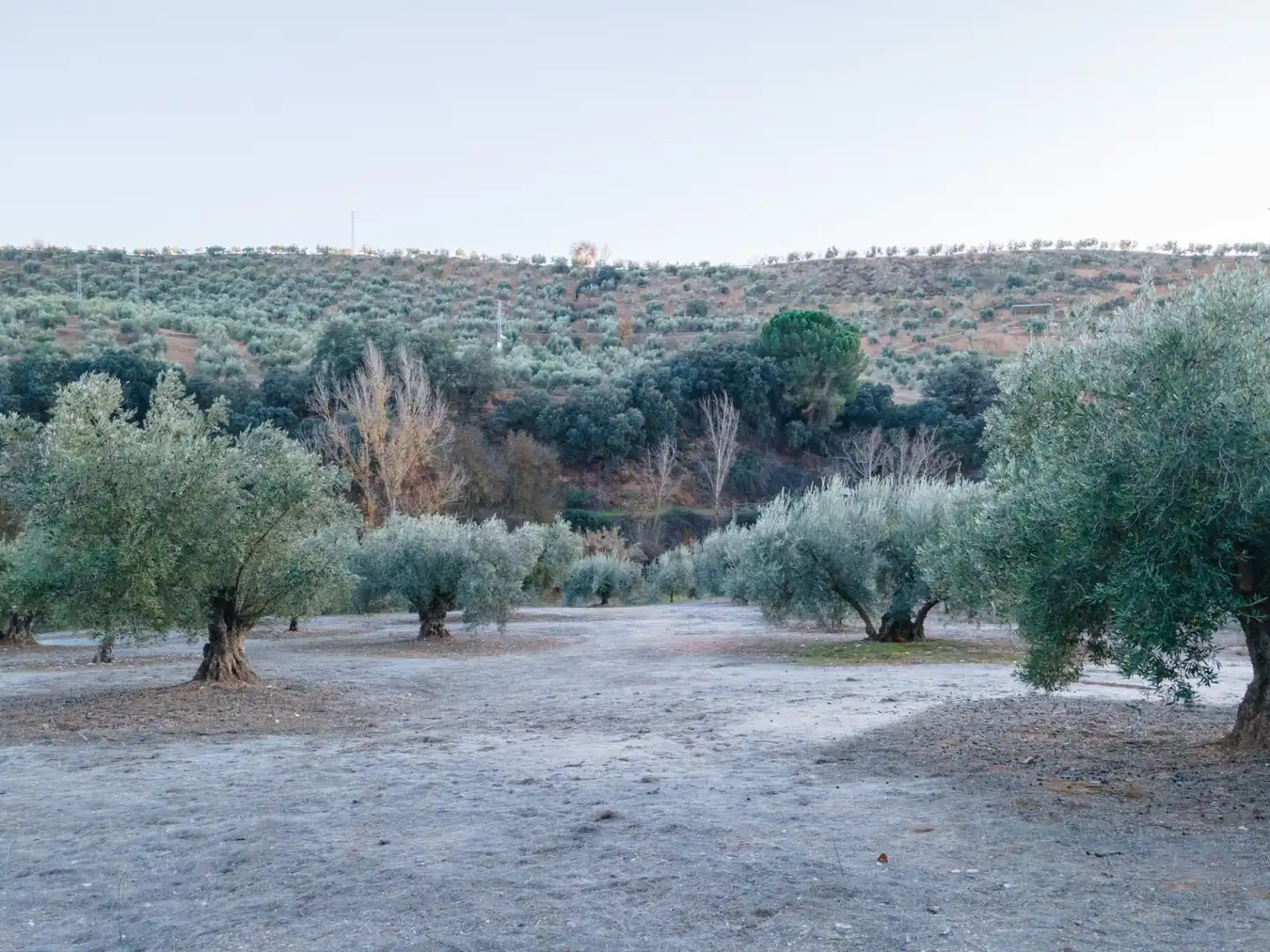 Terreno rustico in vendita a Calicasas, imagen 3