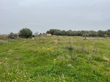 Rustikales Grundstück zum Verkauf in Santa Margalida Poble