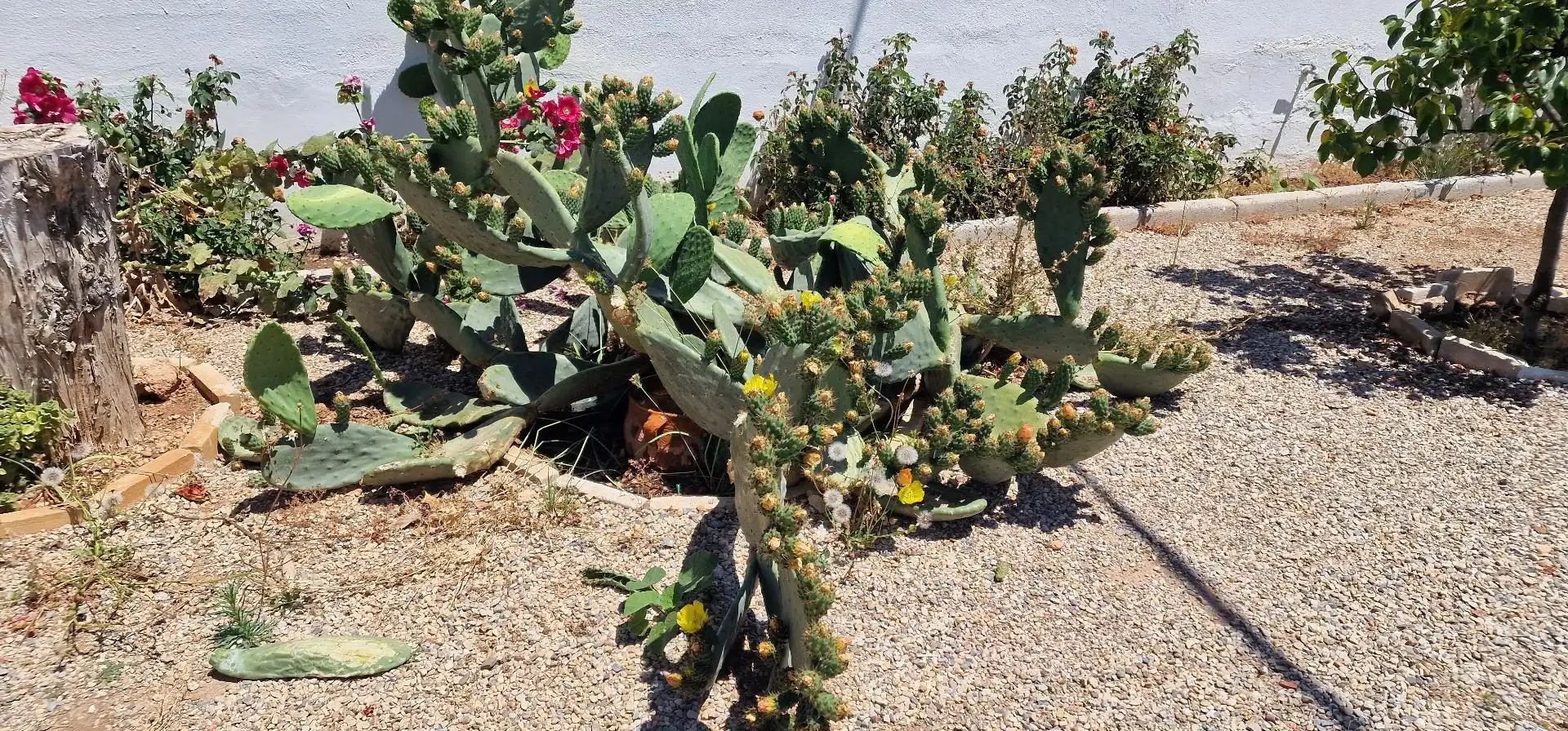 Haus mit Garten zum Verkauf in El Palmeral, imagen 7