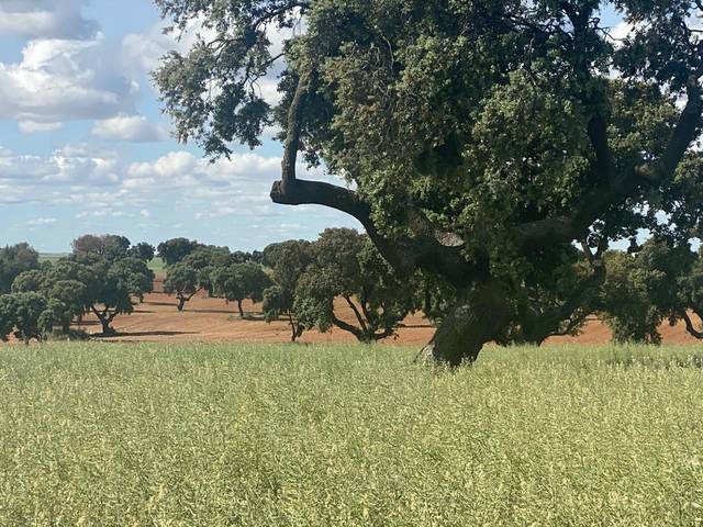 Terreno en Venta en Ossa de Montiel