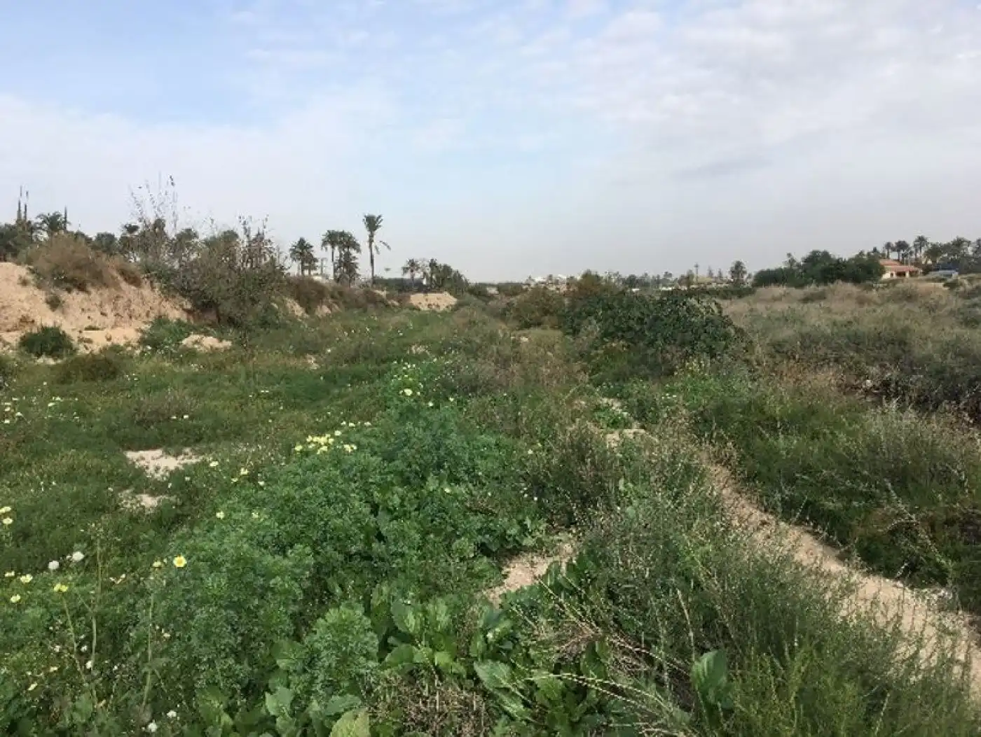 Industrial land for sale in Elche / Elx