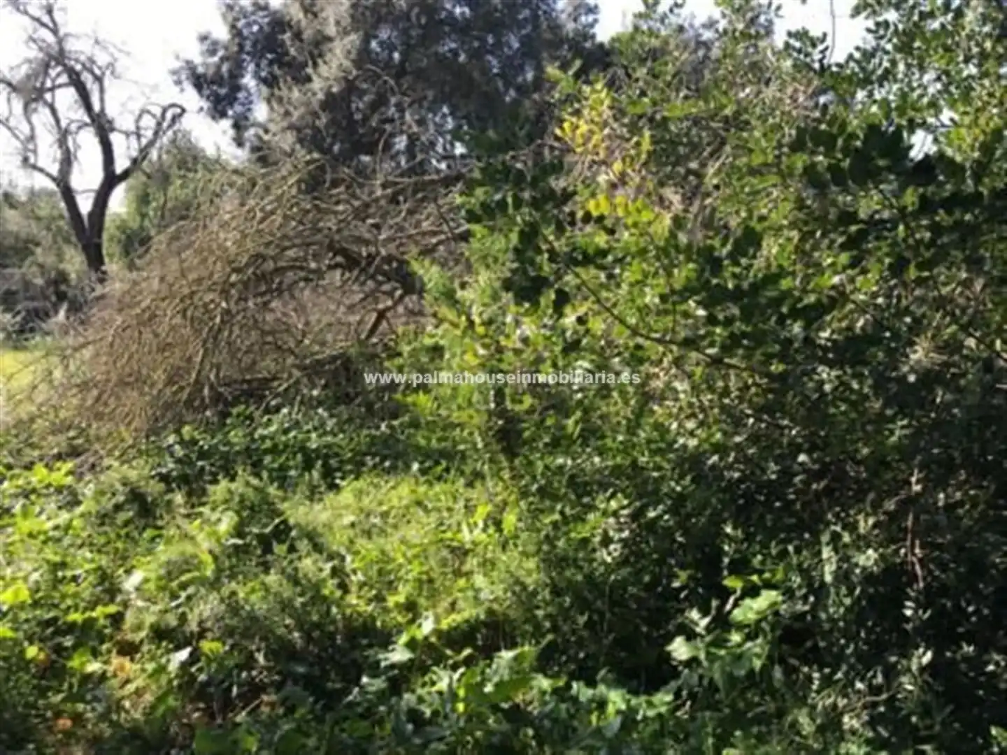 Wohnbaugrundstück zum Verkauf in Llubí, imagen 4