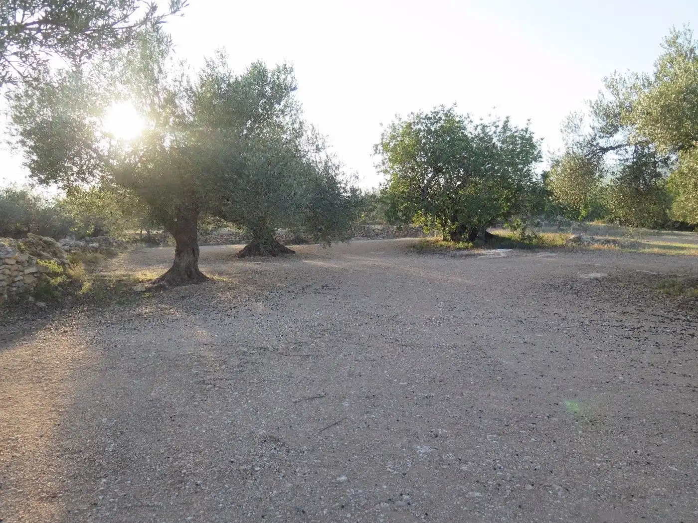 Terrain résidentiel à vendre à Xerta, imagen 21