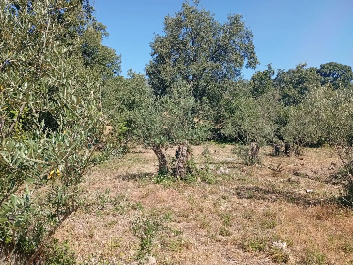 Terreni e lotti in vendita a Villanueva de la Vera, imagen 15