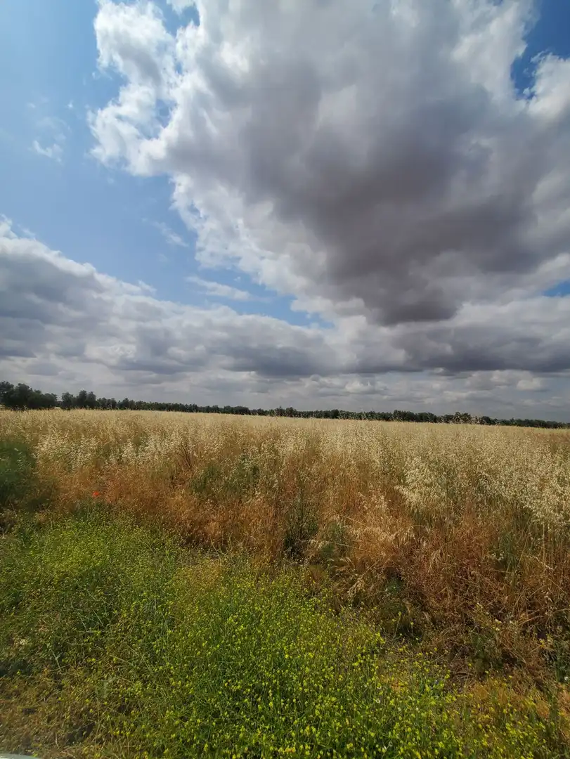 Grundstücke und Bauplätze zum Verkauf in Malagón, imagen 2