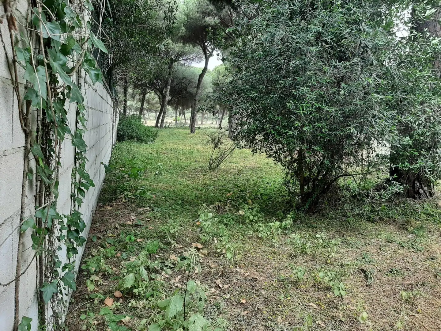 Rustikales Grundstück zum Verkauf in El Juncal - Vallealto, imagen 6