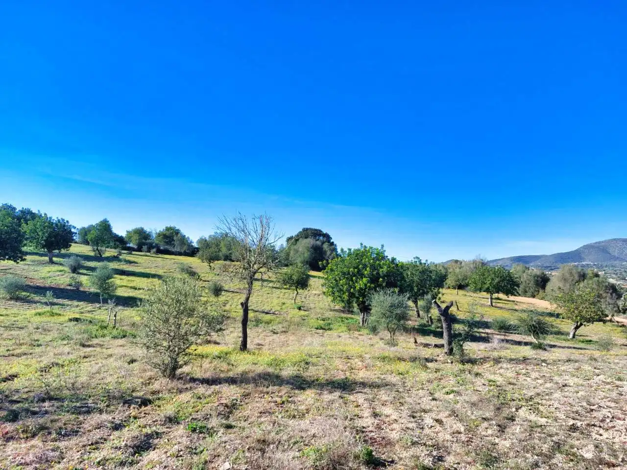 Rural land for sale in Poligono 5 723, imagen 46
