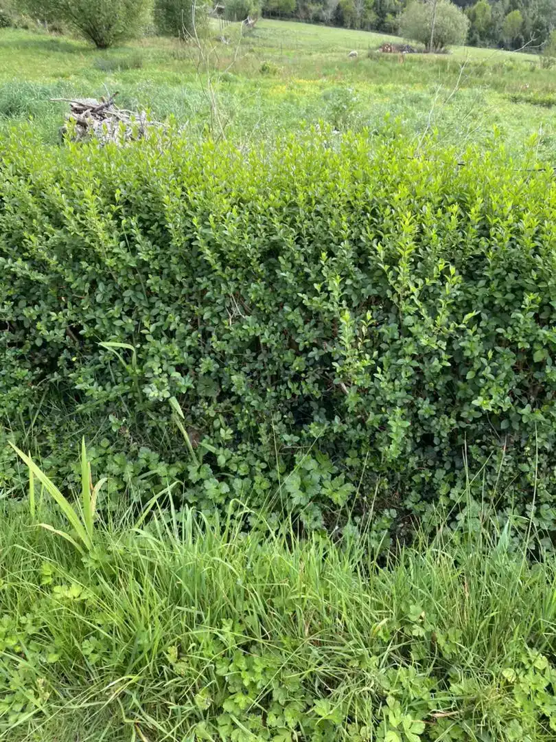 Vista exterior de Finca rústica en venda en A Laracha  