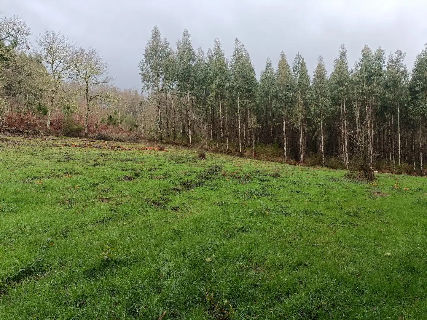 Casa o xalet en venda en Guitiriz amb Jardí privat