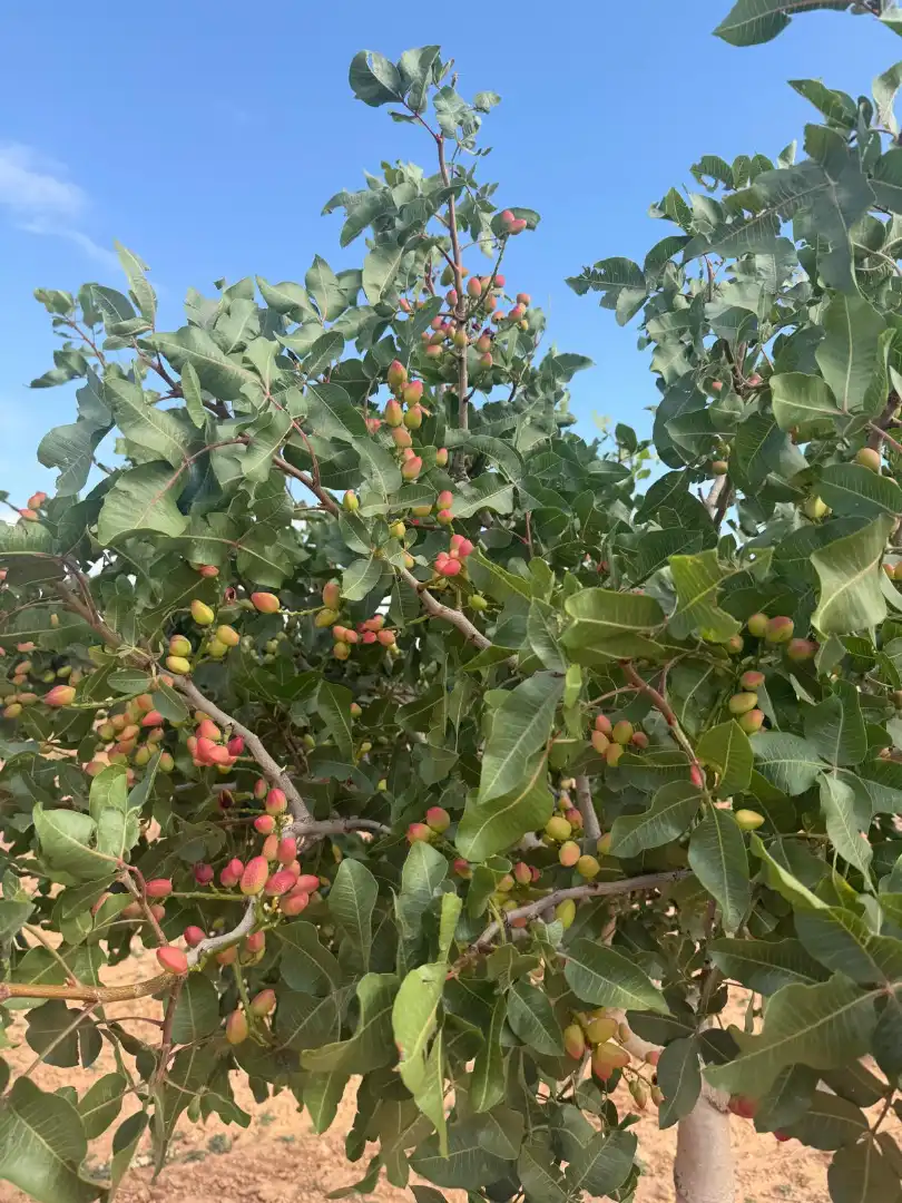 Jardín de Terreno en venta en Iniesta