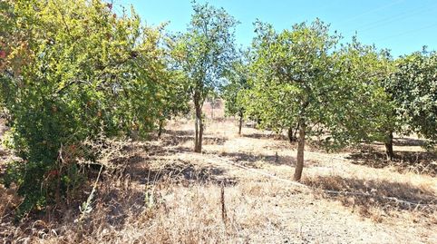 Foto 4 de Finca rústica en venta en Almensilla, Sevilla