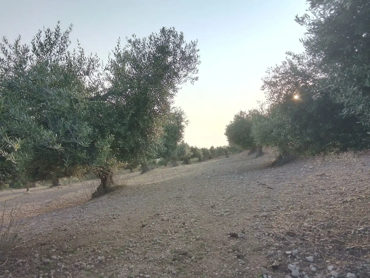 Terreno rústico en venta en Villamartín, imagen 16