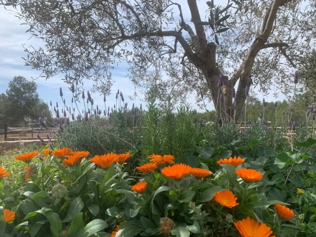 Jardín de Finca rústica de alquiler en Ribesalbes con Terraza y Amueblado