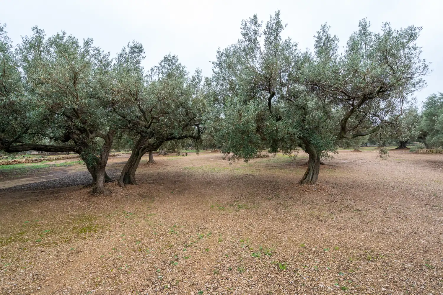 Terreno rustico in vendita a Cami de Pandorga 1, imagen 10