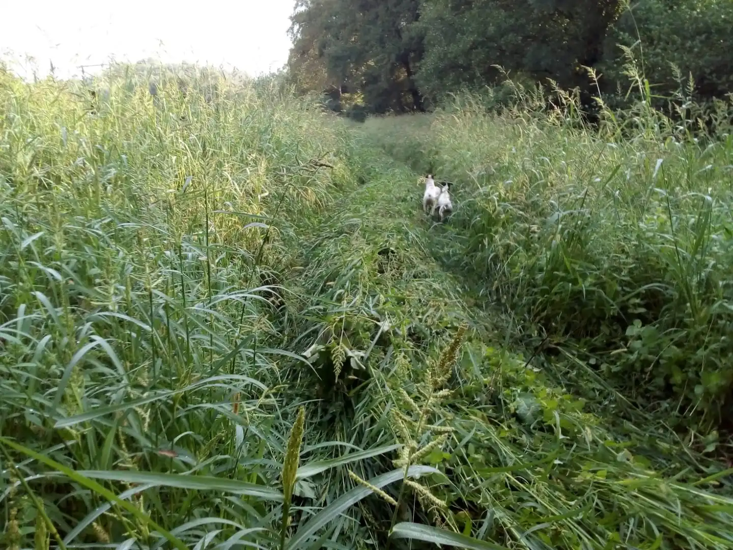 Terreni e lotti in vendita a Paraje Dehesa el Gamo 2, imagen 14