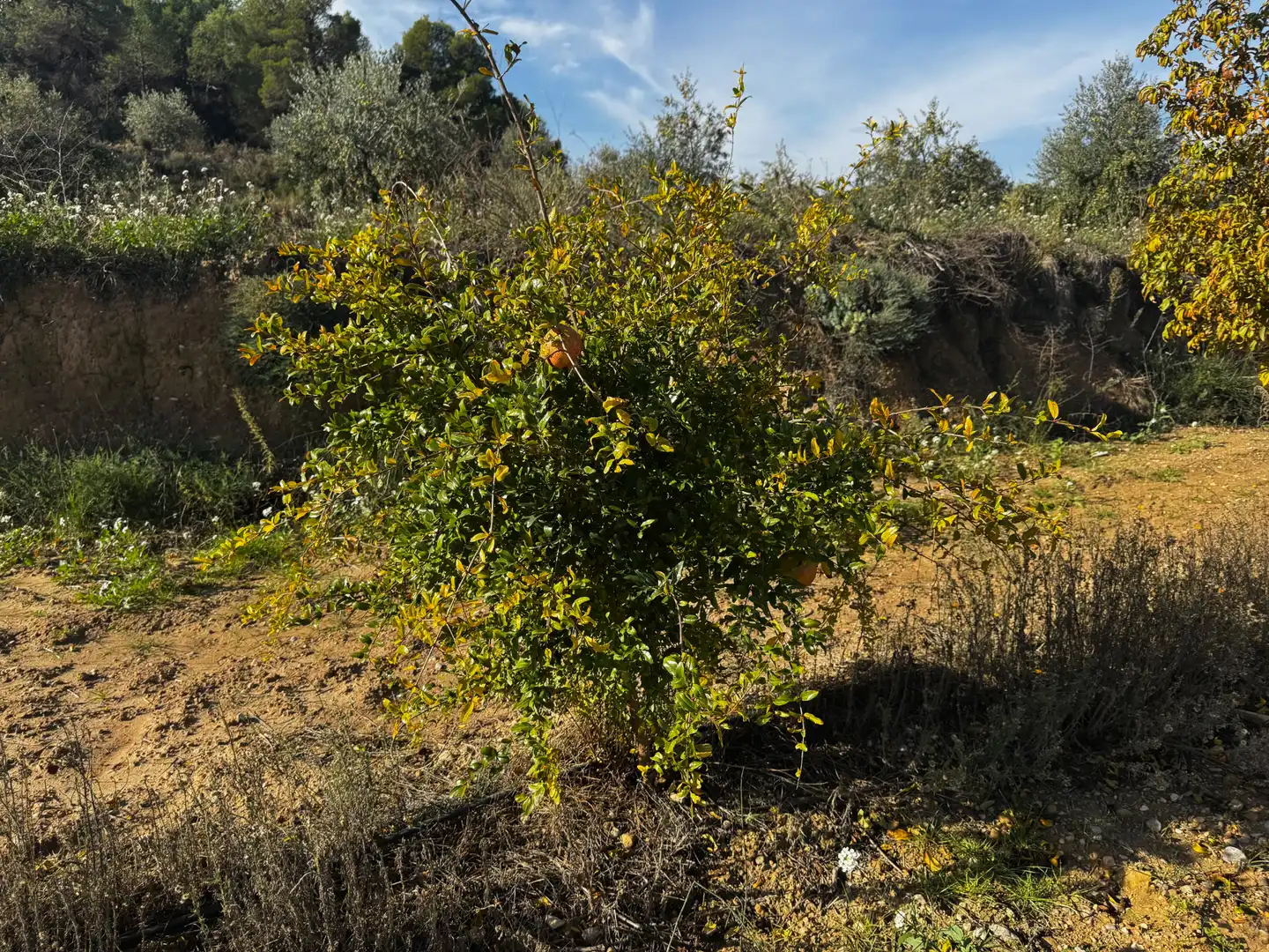 Terreno en venta en N/A, -1, Torre del Compte