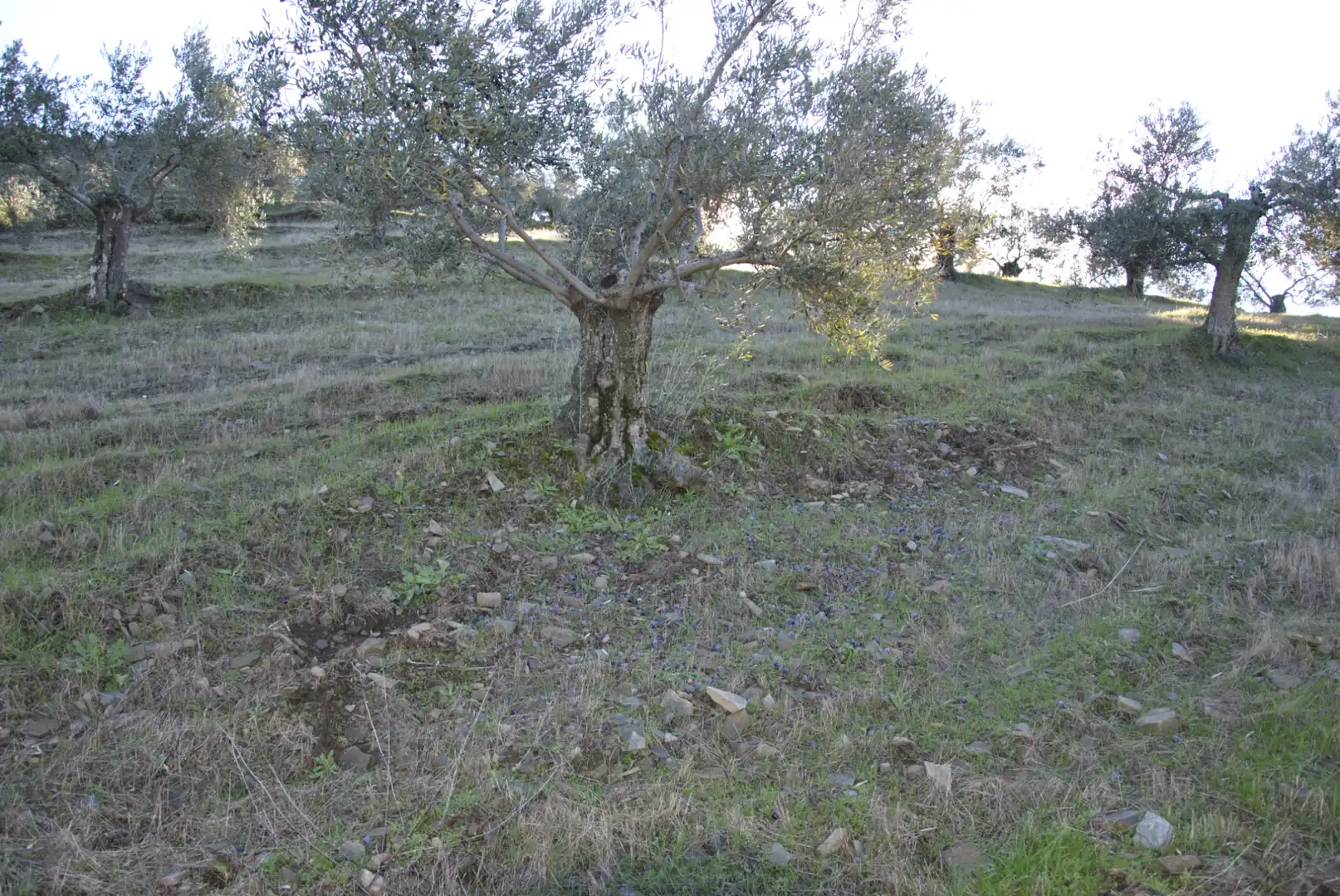 Terreno en venta en La Pesga 