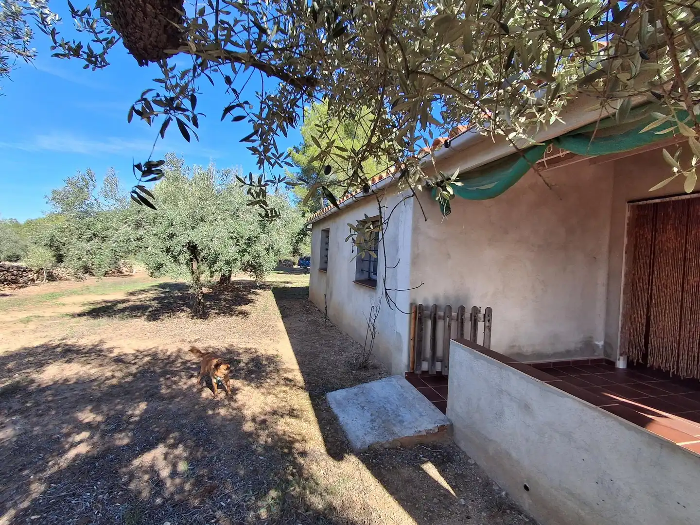 Terrain rustique à vendre à Polígono 6 Paraje 109 LAS PLANAS, imagen 11