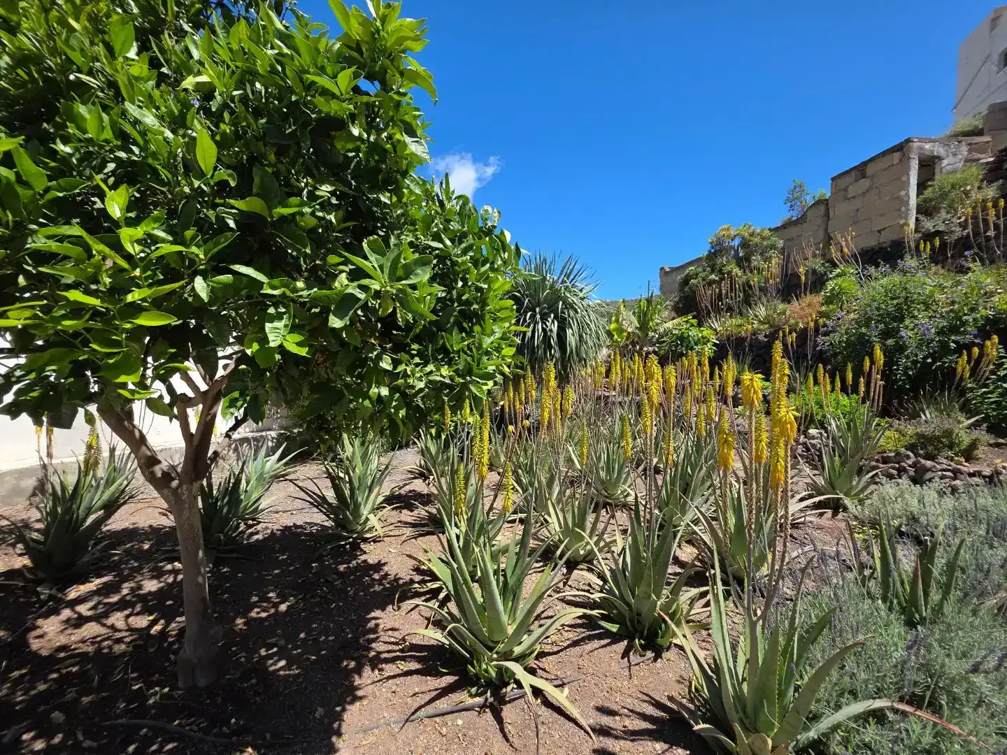 Jardí de Pis en venda en Santiago del Teide
