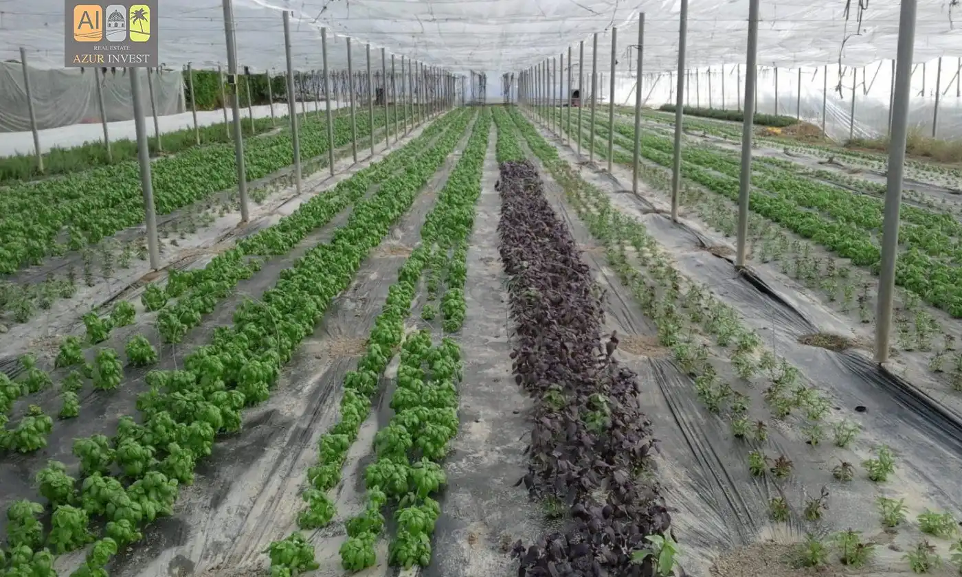 Finca rústica en venda a El Secanet - Hacienda del Sol