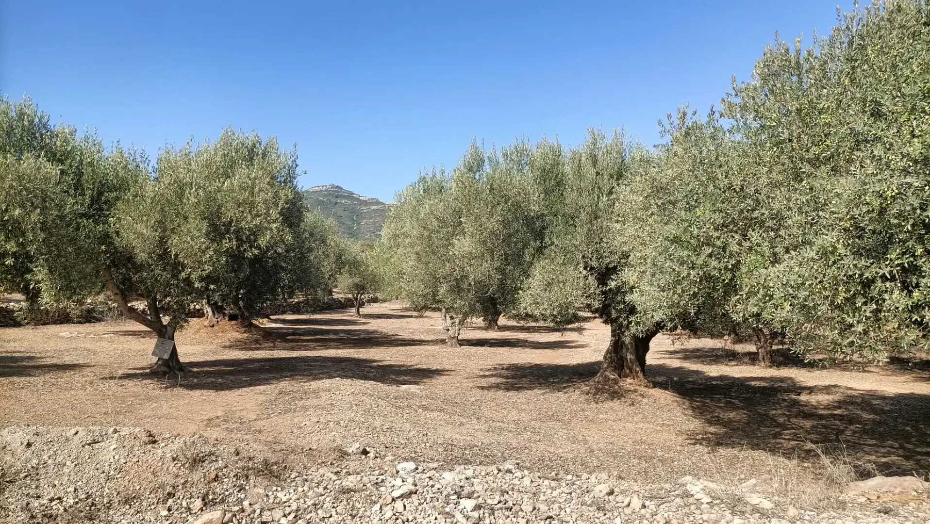 Terrain rustique à vendre à Camí de la Ferrereta 17, imagen 21