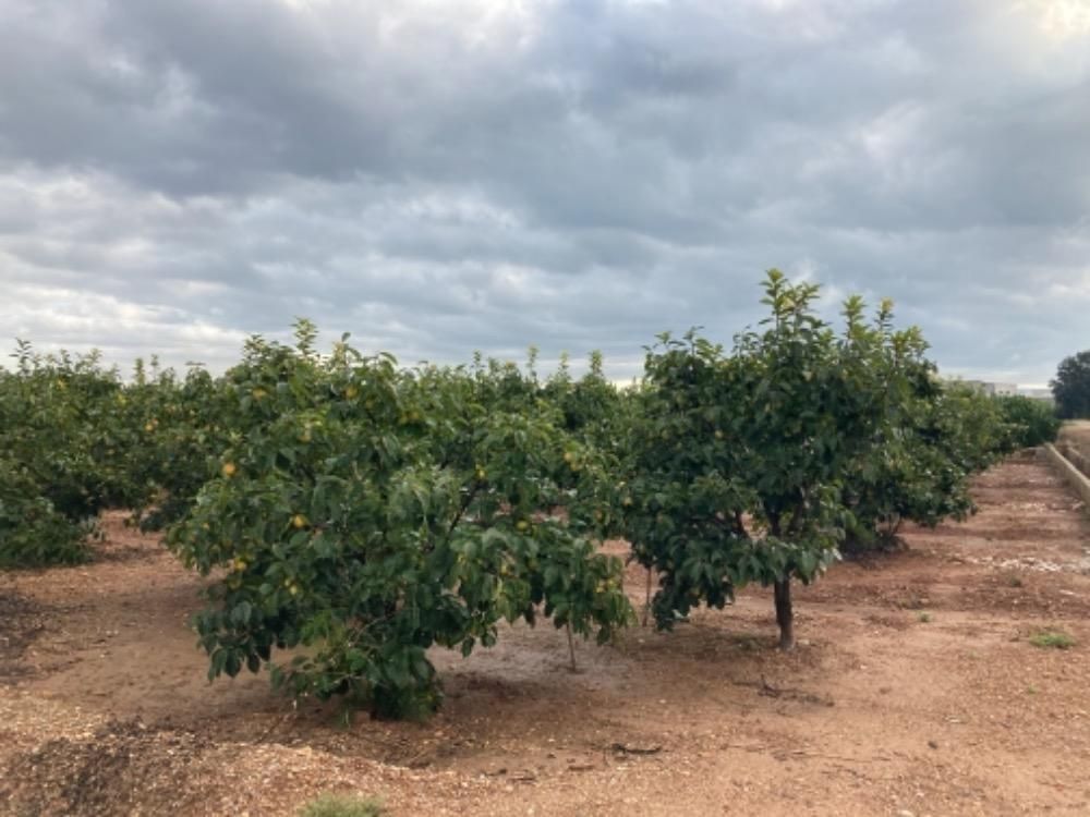 Land for sale in Alcàntera de Xúquer