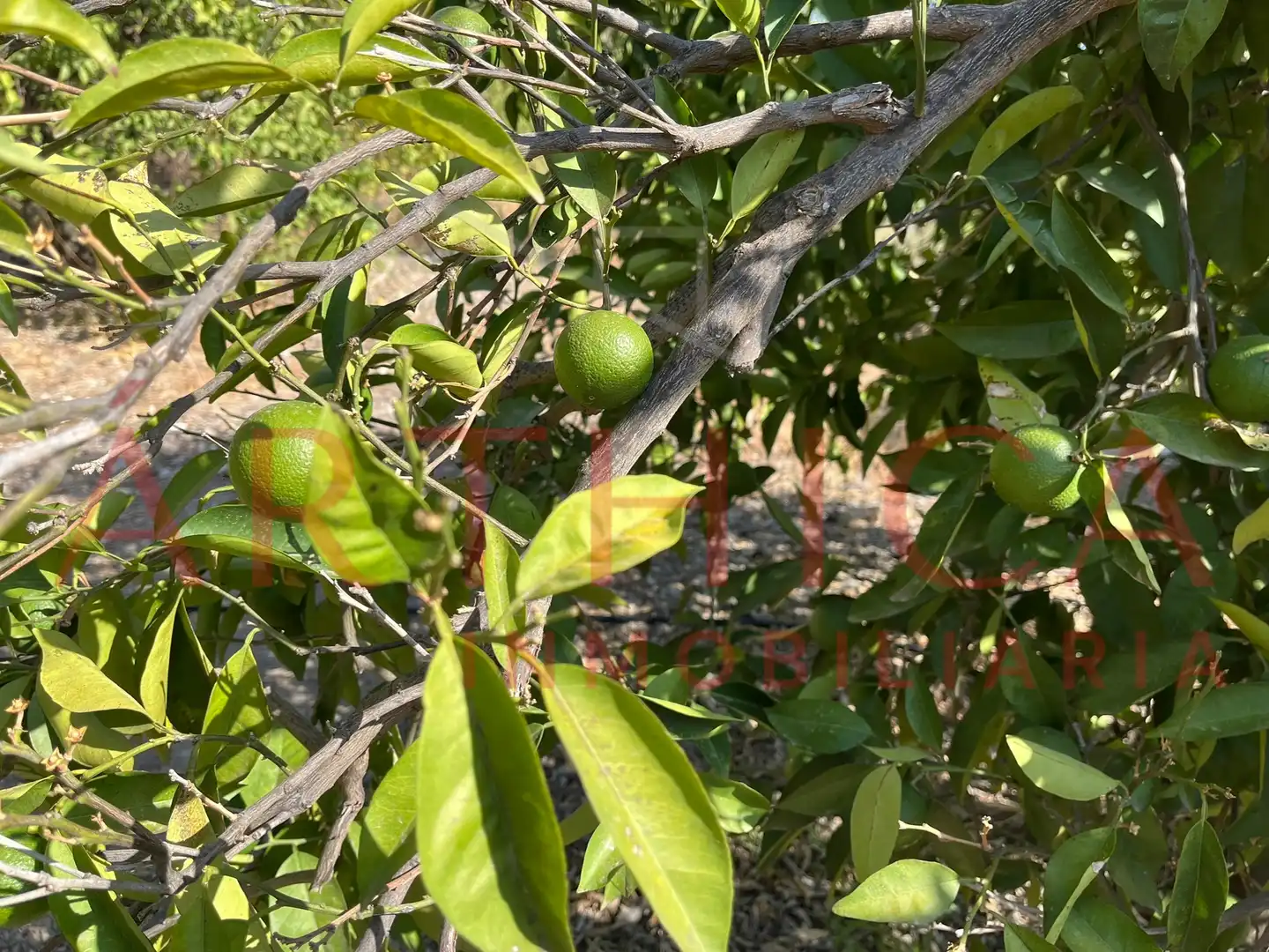 Terreny rústic en venda a Avenida de Andalucia, imagen 5