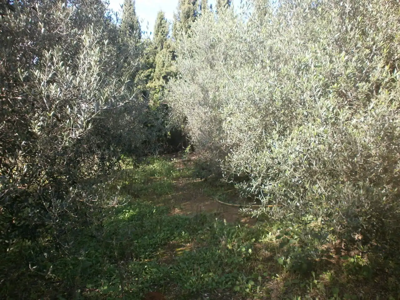 Rural land for sale in Carrer del Camí dels Morts, imagen 10