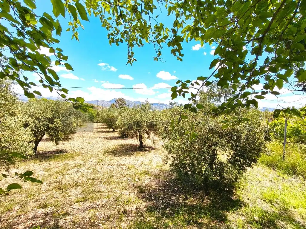 Finca rústica en venta en Sax