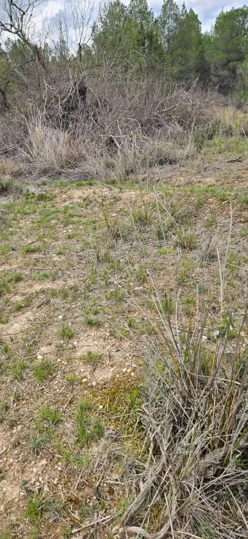 Terreno en venta en Las Parras de Castellote